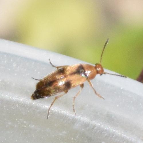 Réf. 310 721 : Anaspis maculata